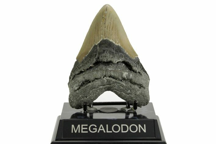 Serrated, Fossil Megalodon Tooth - North Carolina #371494